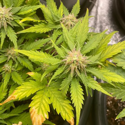 Watermelon candy  growlog timeline photo