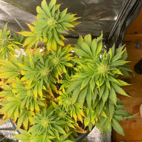 Sticky Beast Automatic growlog timeline photo