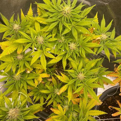 Pink Rozay growlog timeline photo