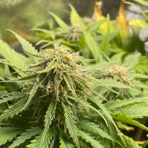 Watermelon candy  growlog timeline photo