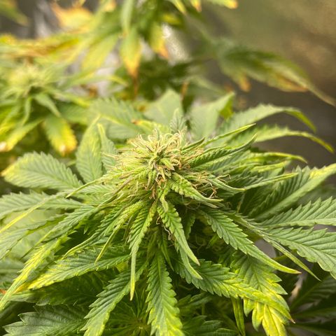 Sticky Beast Automatic growlog timeline photo