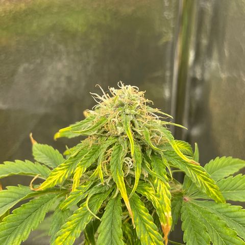Runtz Auto growlog timeline photo