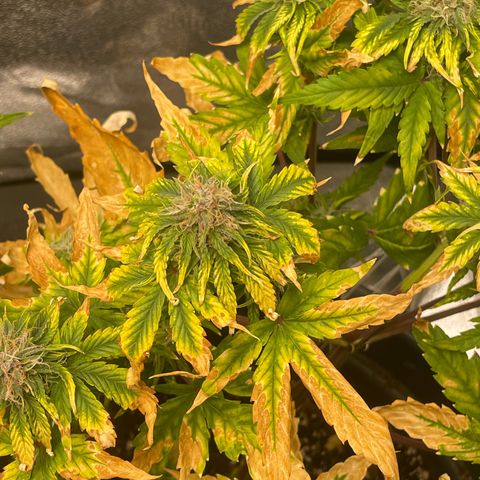 Runtz Auto growlog timeline photo