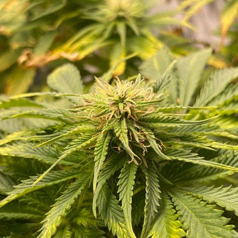 Sticky Beast Automatic growlog timeline photo