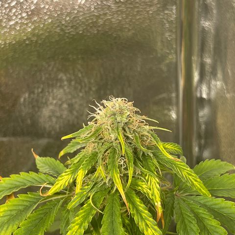 Runtz Auto growlog timeline photo