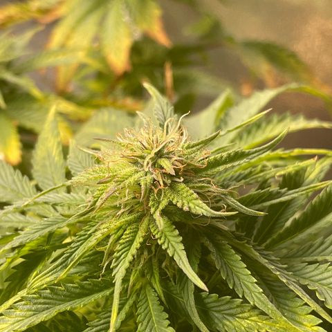 Sticky Beast Automatic growlog timeline photo