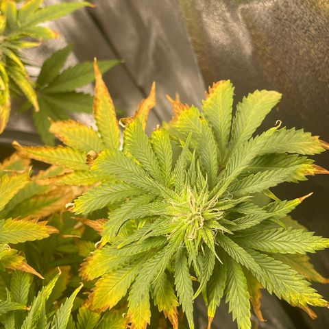 Sticky Beast Automatic growlog timeline photo