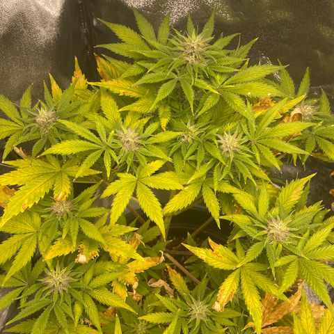 Pink Rozay growlog timeline photo
