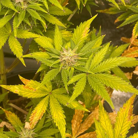 Pink Rozay growlog timeline photo