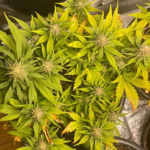 Watermelon candy  growlog timeline photo