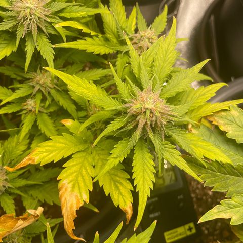 Watermelon candy  growlog timeline photo