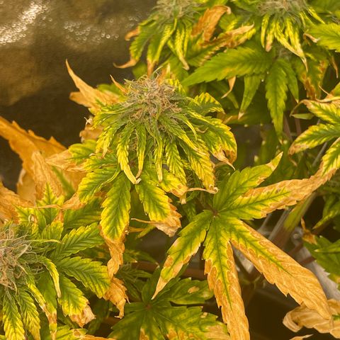 Runtz Auto growlog timeline photo