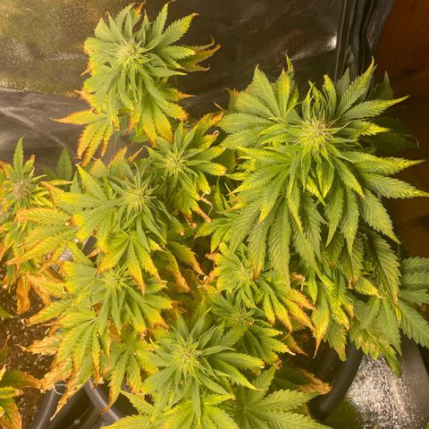 Sticky Beast Automatic growlog timeline photo