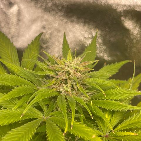 Pink Rozay growlog timeline photo