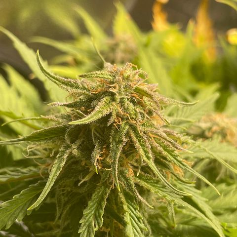 Watermelon candy  growlog timeline photo