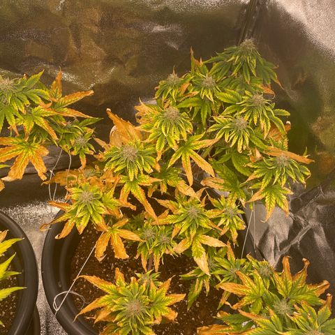 Runtz Auto growlog timeline photo