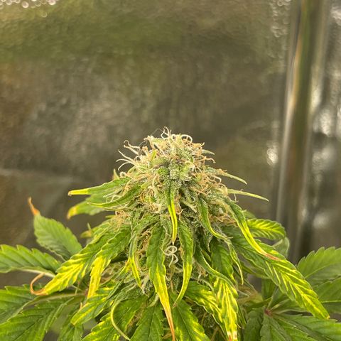 Runtz Auto growlog timeline photo