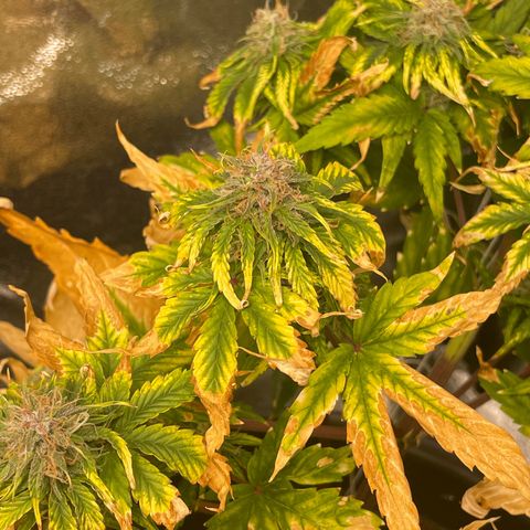 Runtz Auto growlog timeline photo