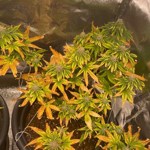 Runtz Auto growlog timeline photo