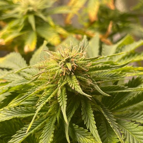 Sticky Beast Automatic growlog timeline photo