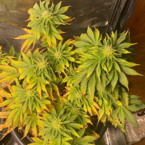Sticky Beast Automatic growlog timeline photo