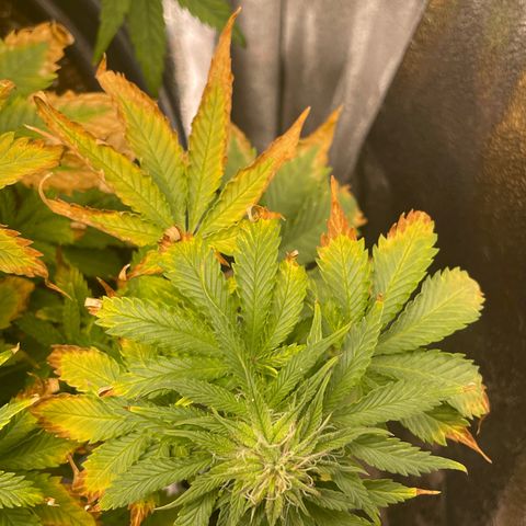 Sticky Beast Automatic growlog timeline photo