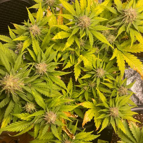 Watermelon candy  growlog timeline photo