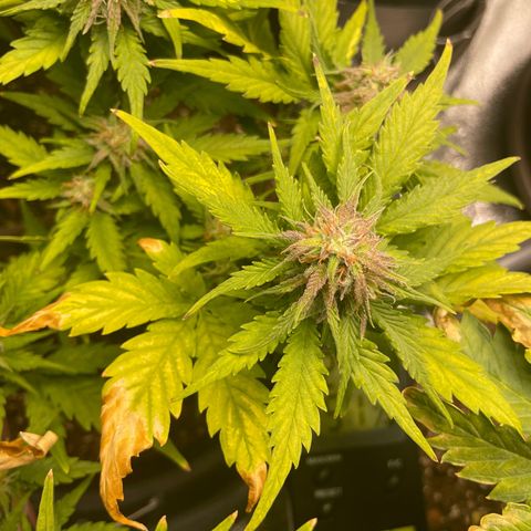 Watermelon candy  growlog timeline photo