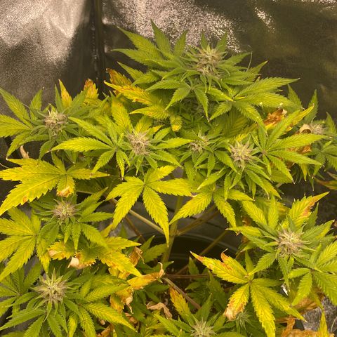 Pink Rozay growlog timeline photo