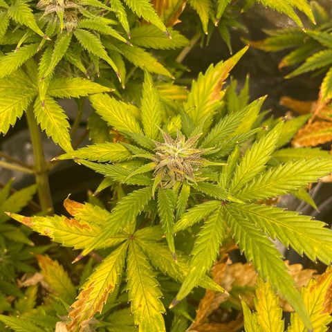 Pink Rozay growlog timeline photo