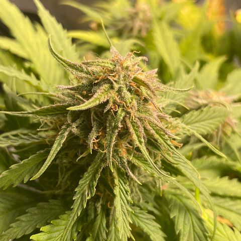 Watermelon candy  growlog timeline photo