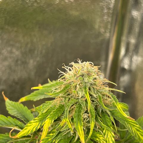 Runtz Auto growlog timeline photo