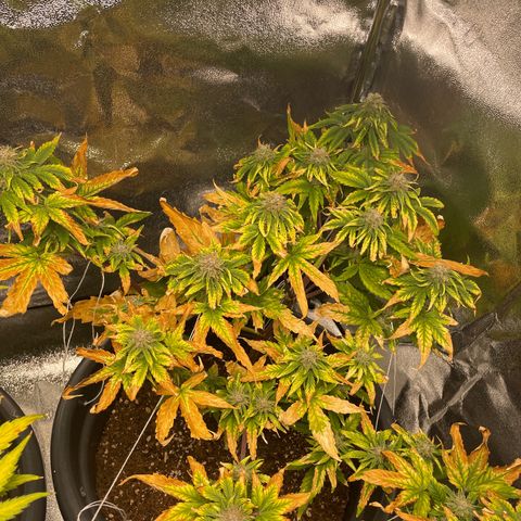 Runtz Auto growlog timeline photo