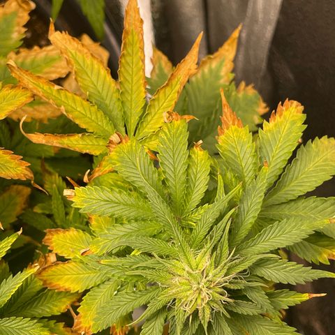 Sticky Beast Automatic growlog timeline photo