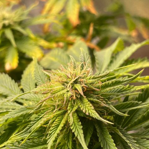 Sticky Beast Automatic growlog timeline photo