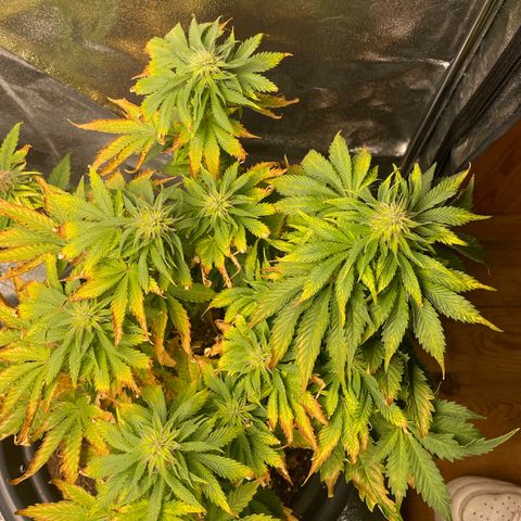 Sticky Beast Automatic growlog timeline photo
