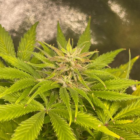 Pink Rozay growlog timeline photo