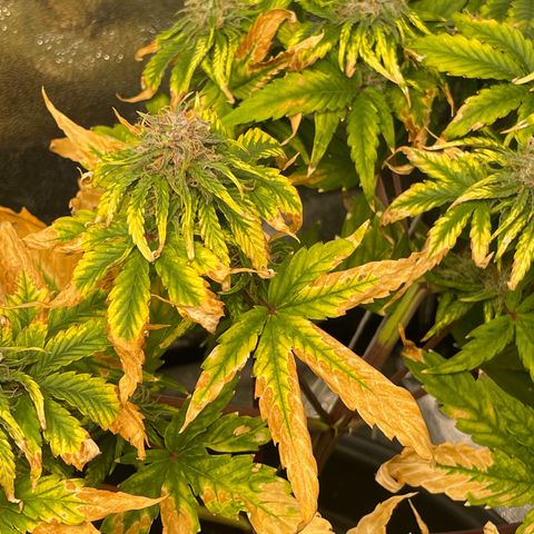 Runtz Auto growlog timeline photo
