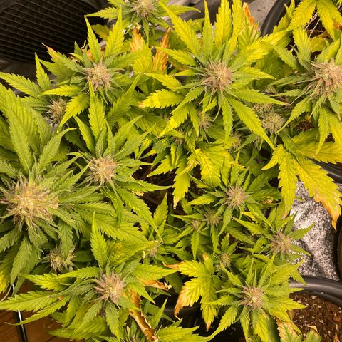 Watermelon candy  growlog timeline photo