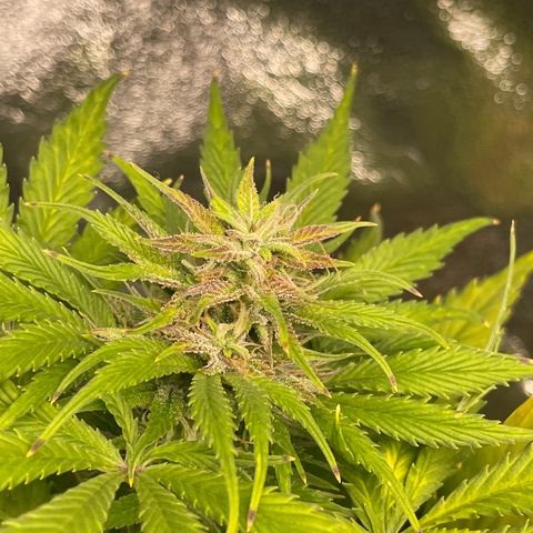 Pink Rozay growlog timeline photo