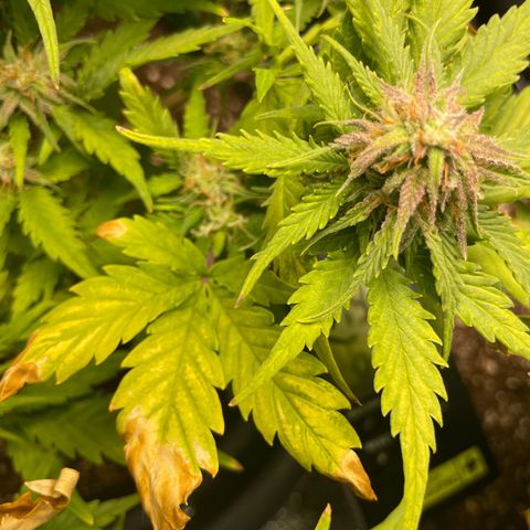 Watermelon candy  growlog timeline photo