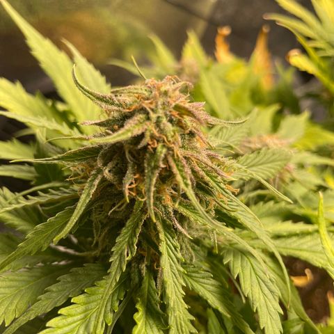 Watermelon candy  growlog timeline photo