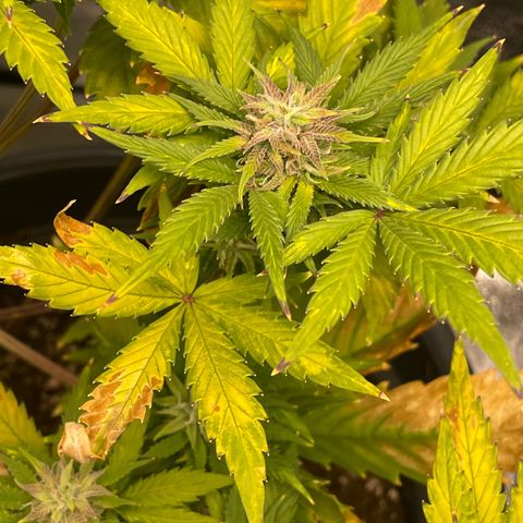 Pink Rozay growlog timeline photo