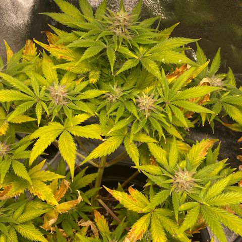 Pink Rozay growlog timeline photo