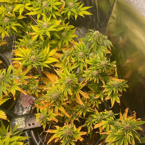 Runtz Auto growlog timeline photo