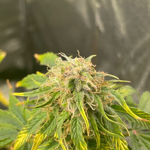 Runtz Auto growlog timeline photo