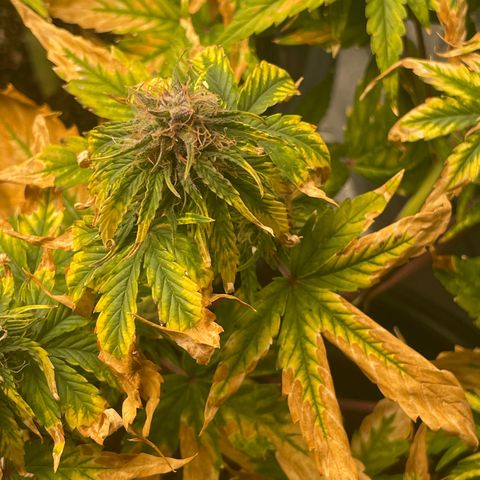 Runtz Auto growlog timeline photo