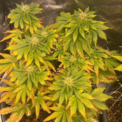 Sticky Beast Automatic growlog timeline photo