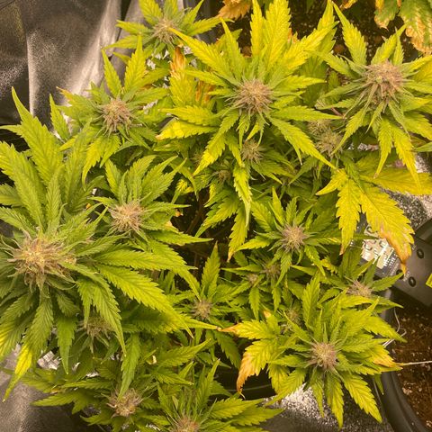 Watermelon candy  growlog timeline photo