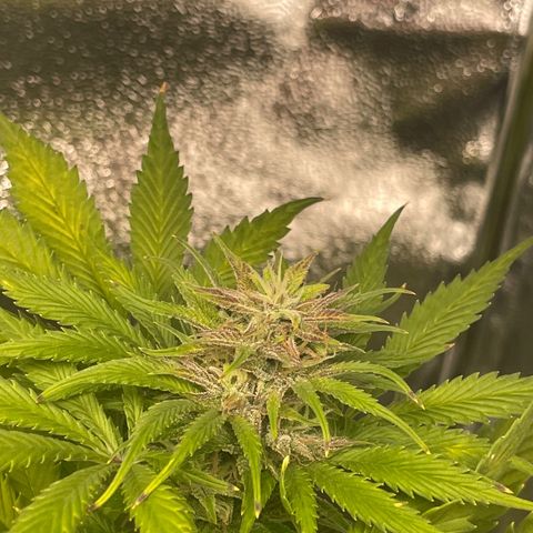 Pink Rozay growlog timeline photo